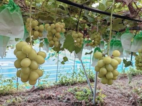 シャインマスカット狩り🍇角ファームの1枚目の画像