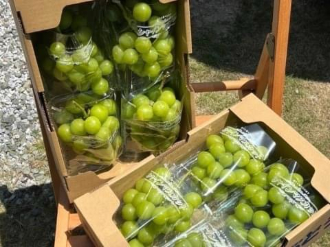 シャインマスカット狩り🍇角ファームの2枚目の画像