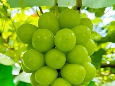 シャインマスカット狩り🍇角ファームの3枚目の画像