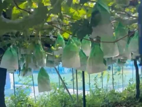 シャインマスカット狩り🍇角ファームの4枚目の画像