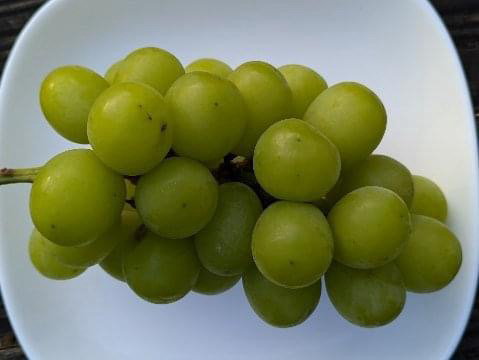 シャインマスカット狩り🍇角ファームの5枚目の画像